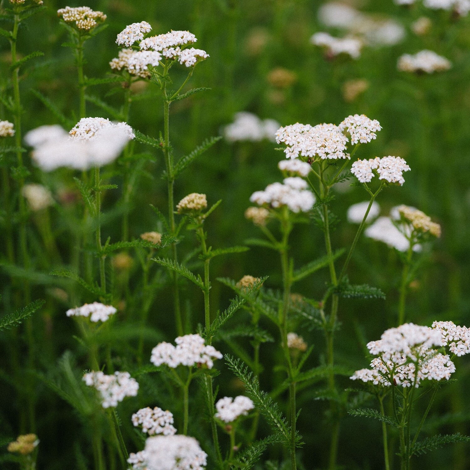Achillea millefolium - White Yarrow