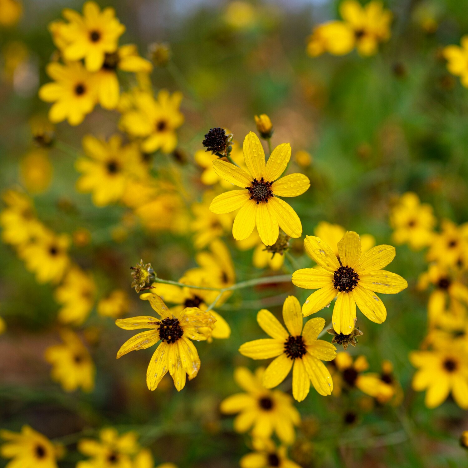 Coreopsis tripteris - Tall Coreopsis