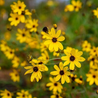Coreopsis tripteris - Tall Coreopsis