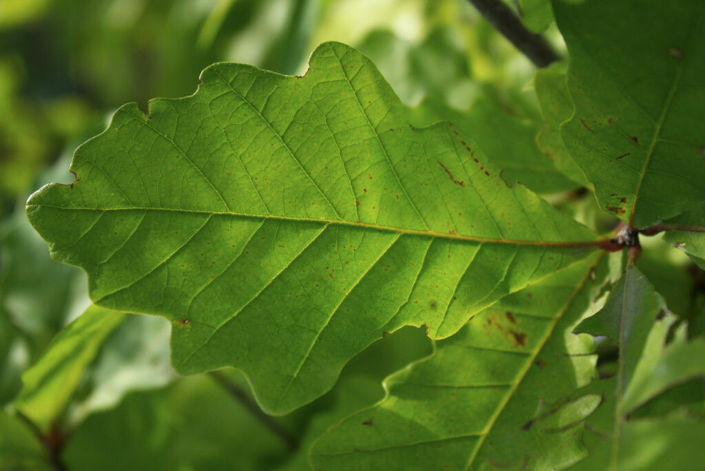 Quercus bicolor - Swamp White Oak