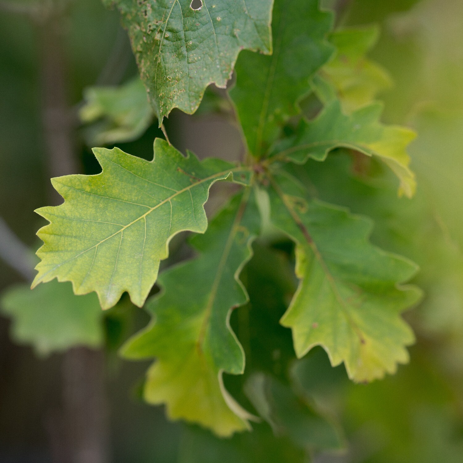 Quercus bicolor - Swamp White Oak