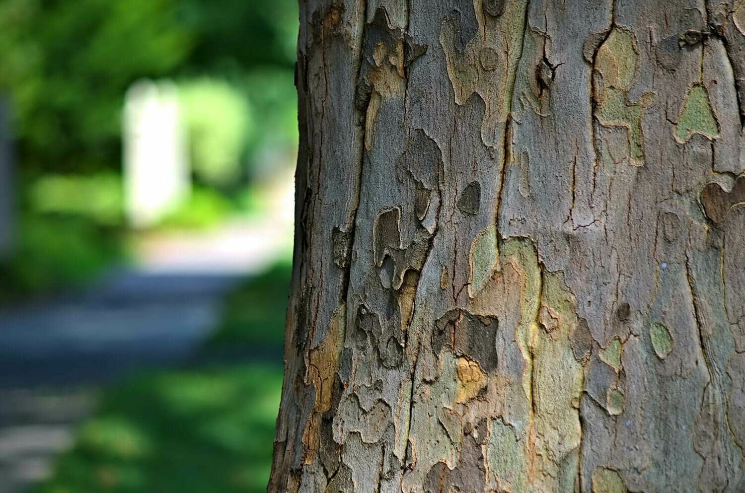 Platanus occidentalis - American Planetree