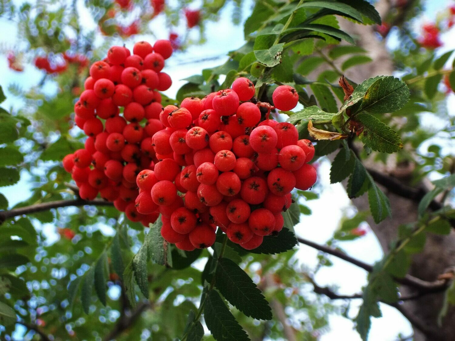 Sorbus americana - Mountain Ash