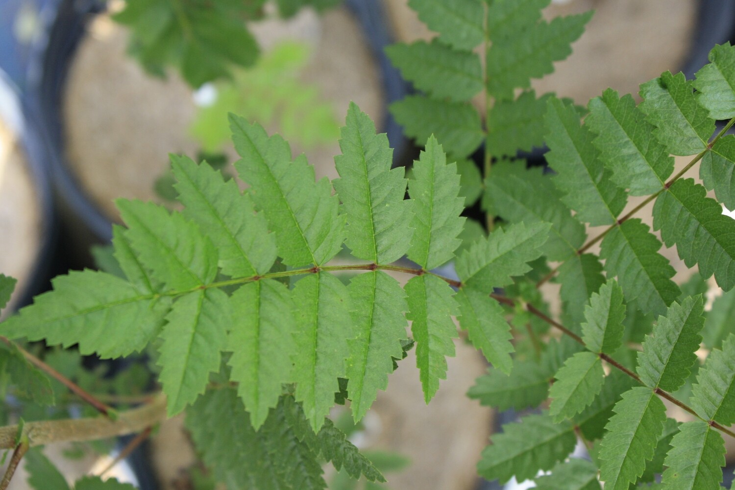 Sorbus americana - Mountain Ash