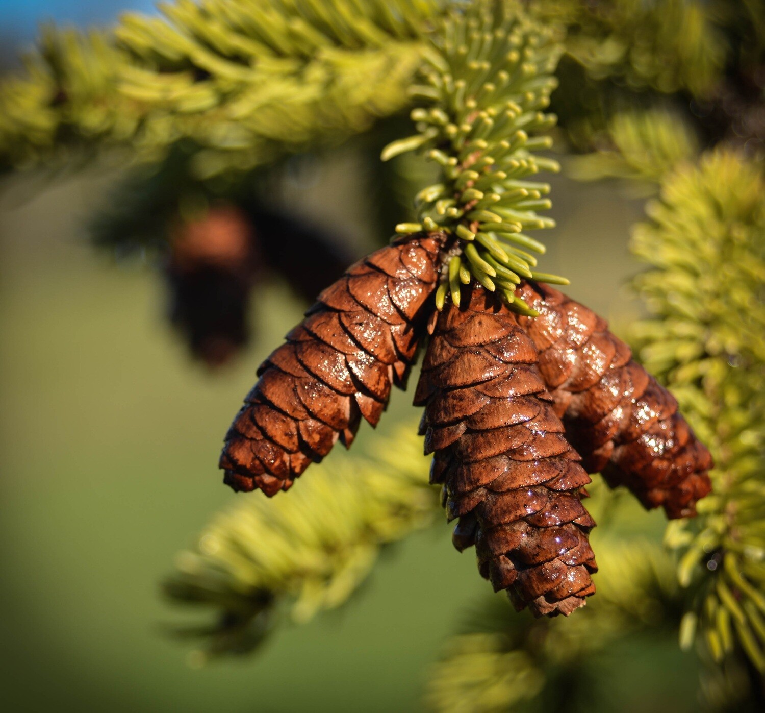 Picea glauca - White Spruce
