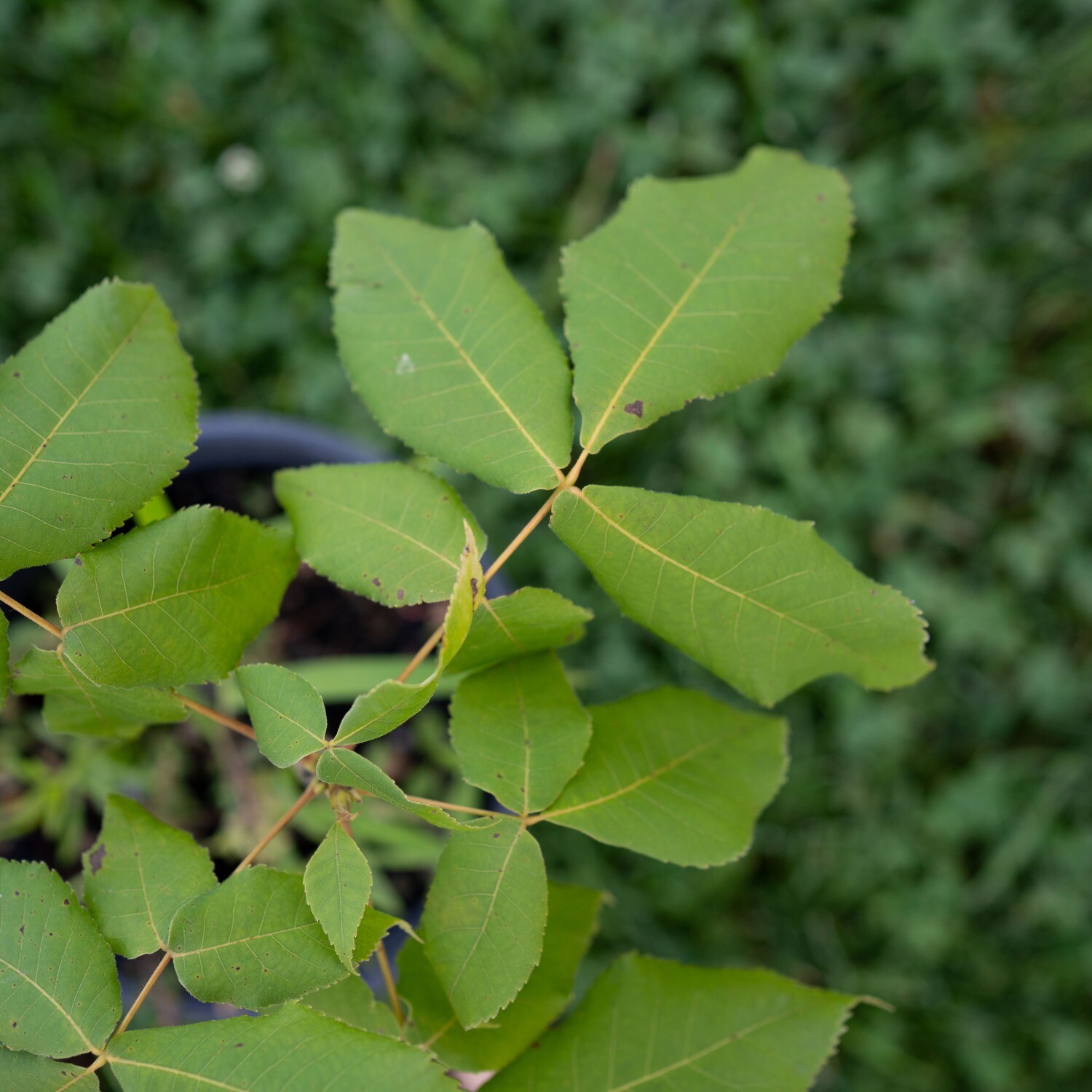 Carya ovata - Shagbark Hickory
