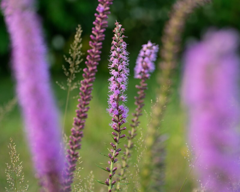 Liatris spicata - Dense Blazing Star