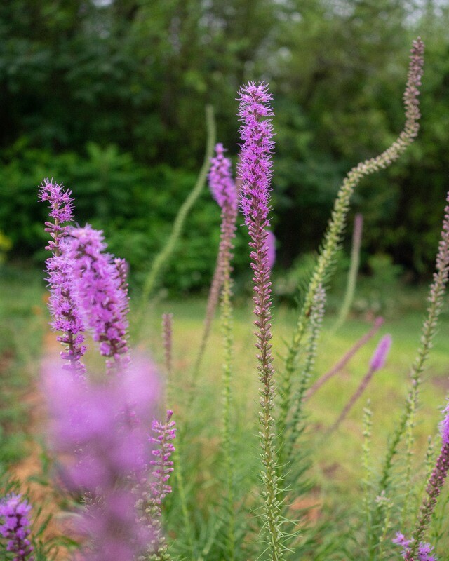 Liatris spicata - Dense Blazing Star