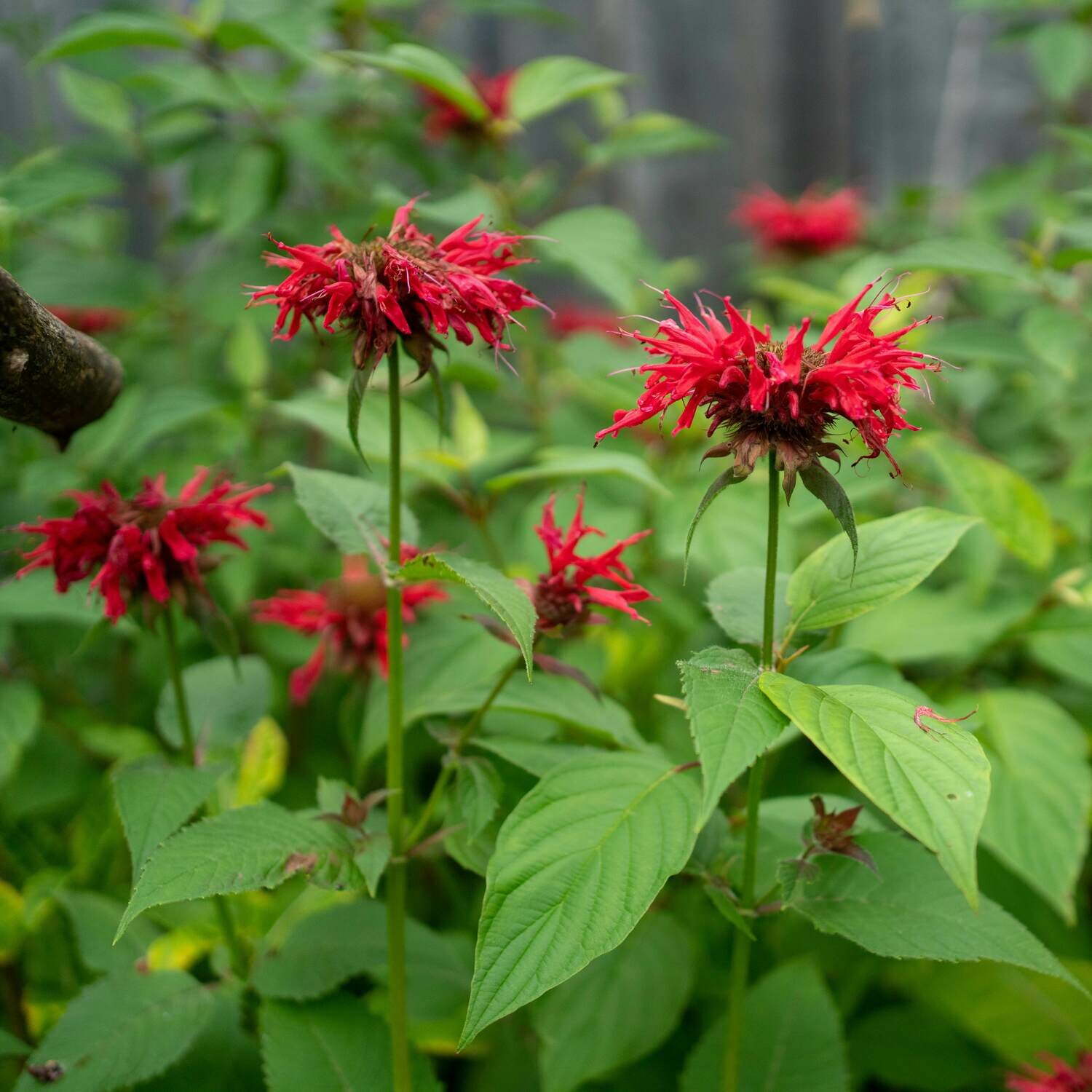 Monarda didyma - Bee Balm
