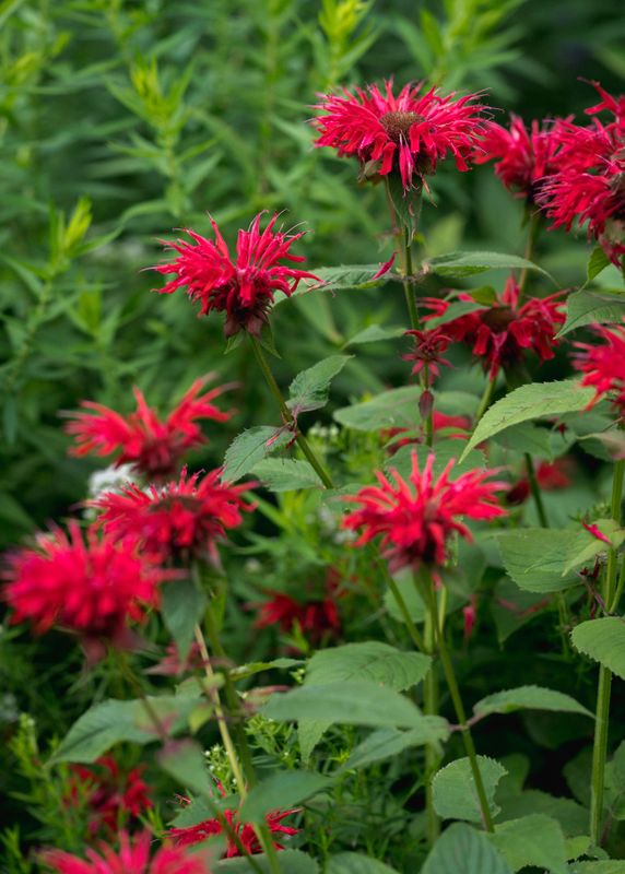 Monarda didyma - Bee Balm Monarda didyma - Bee Balm