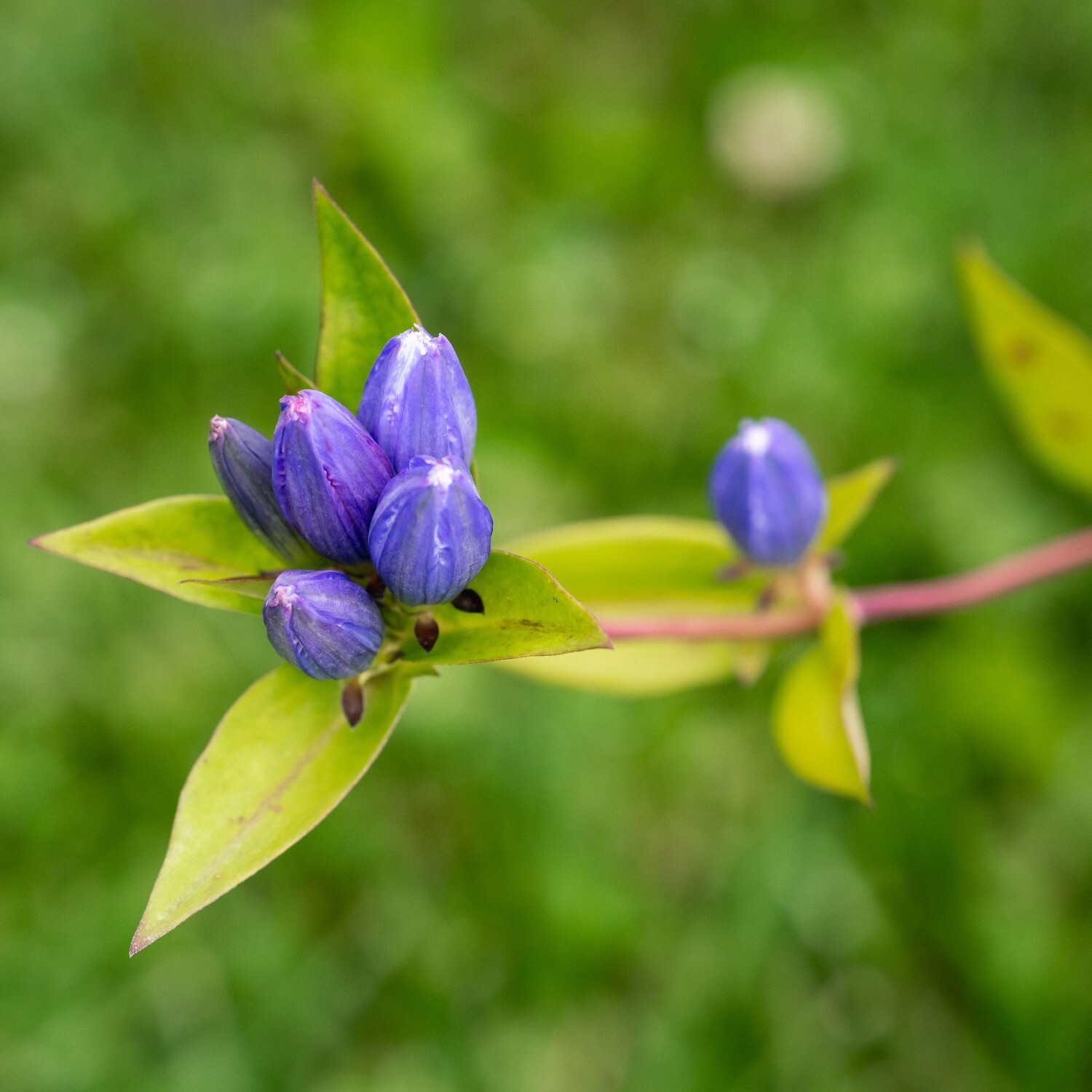 Gentiana andrewsii - Closed Bottle Gentian