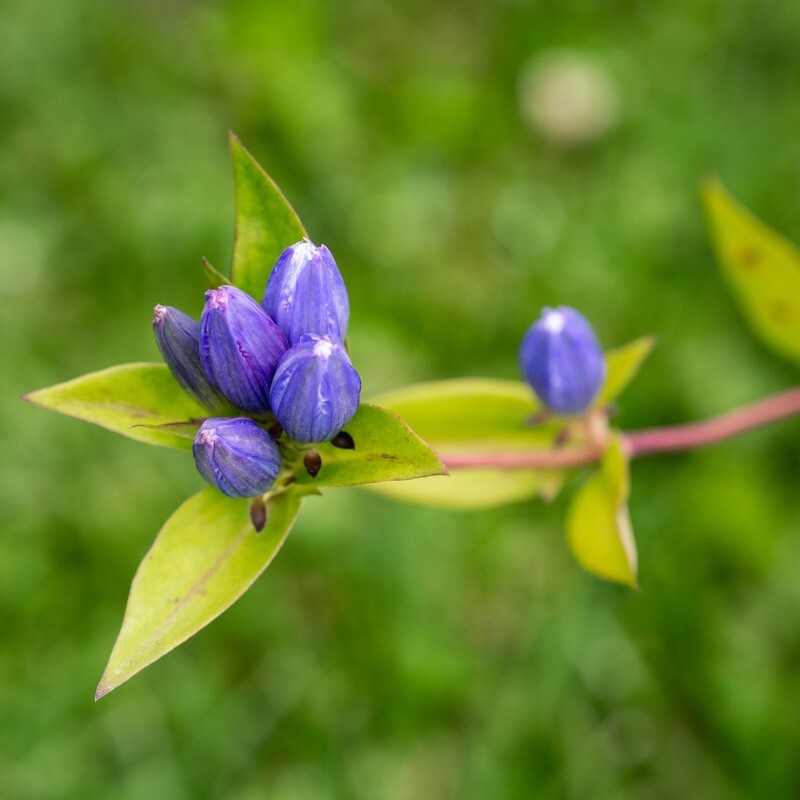 Gentiana andrewsii - Closed Bottle Gentian