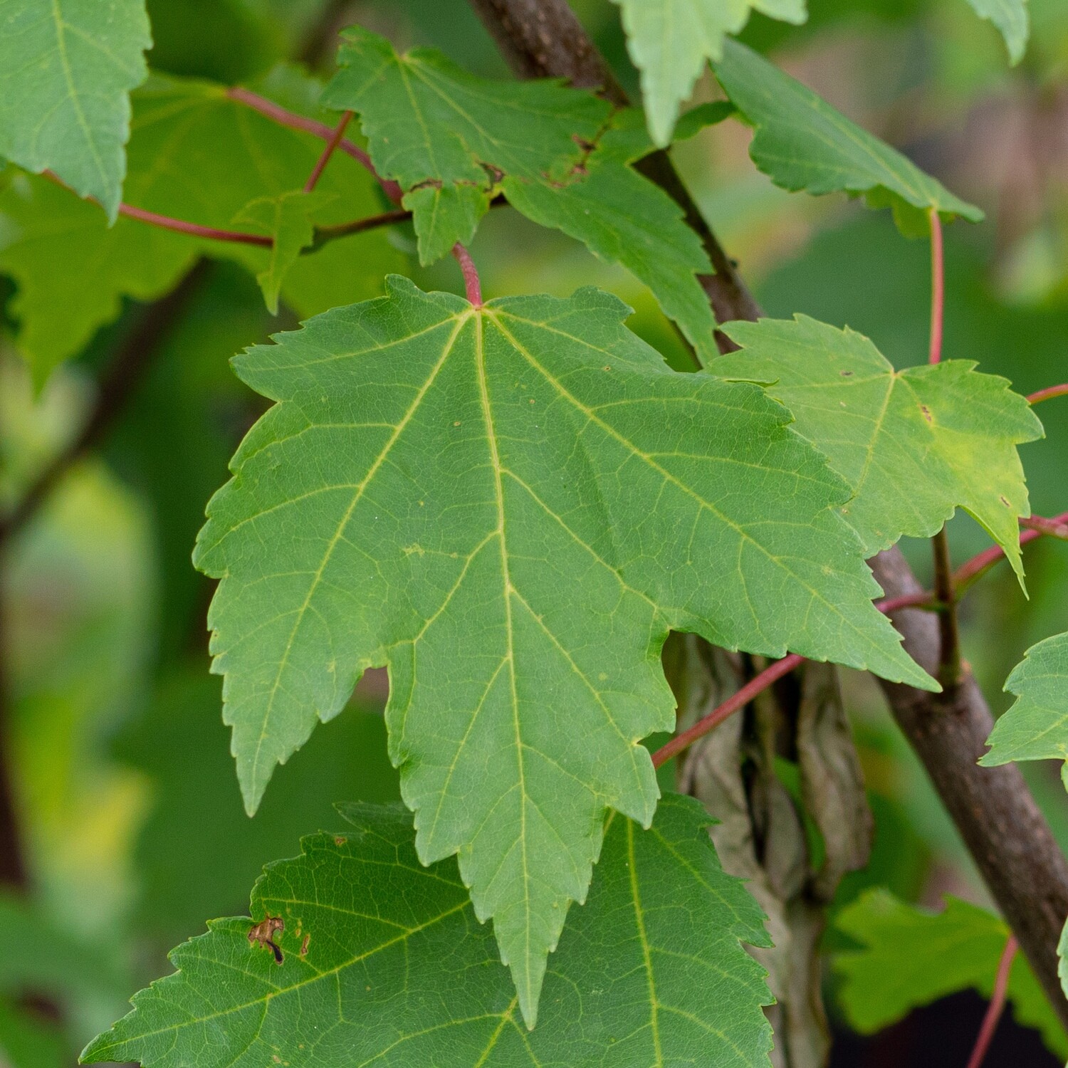 Acer rubrum - Red Maple