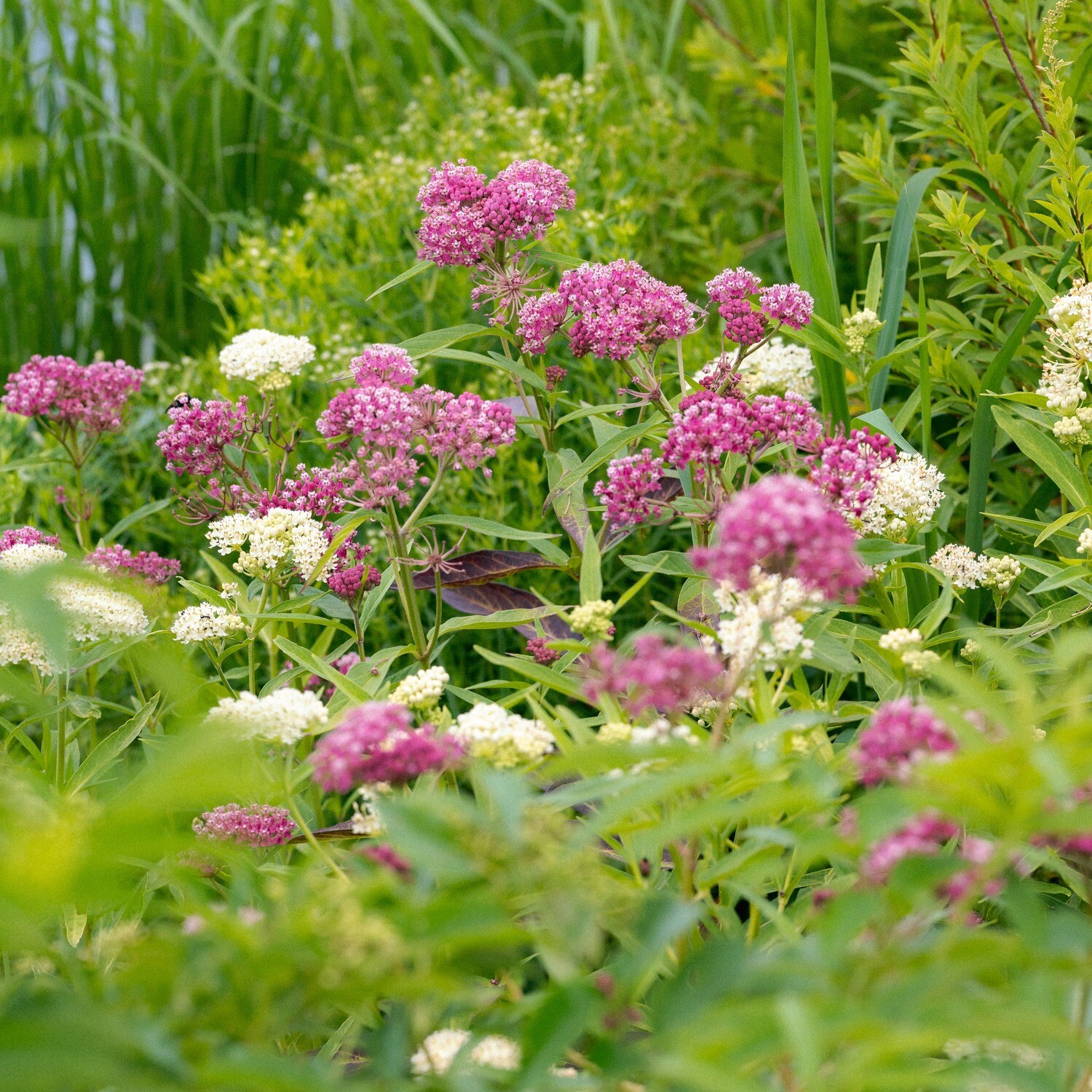 Asclepias incarnata - Swamp Milkweed
