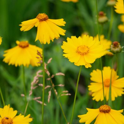 Coreopsis lanceolata - Lance-leaved Coreopsis Coreopsis lanceolata - Lance-leaved Coreopsis