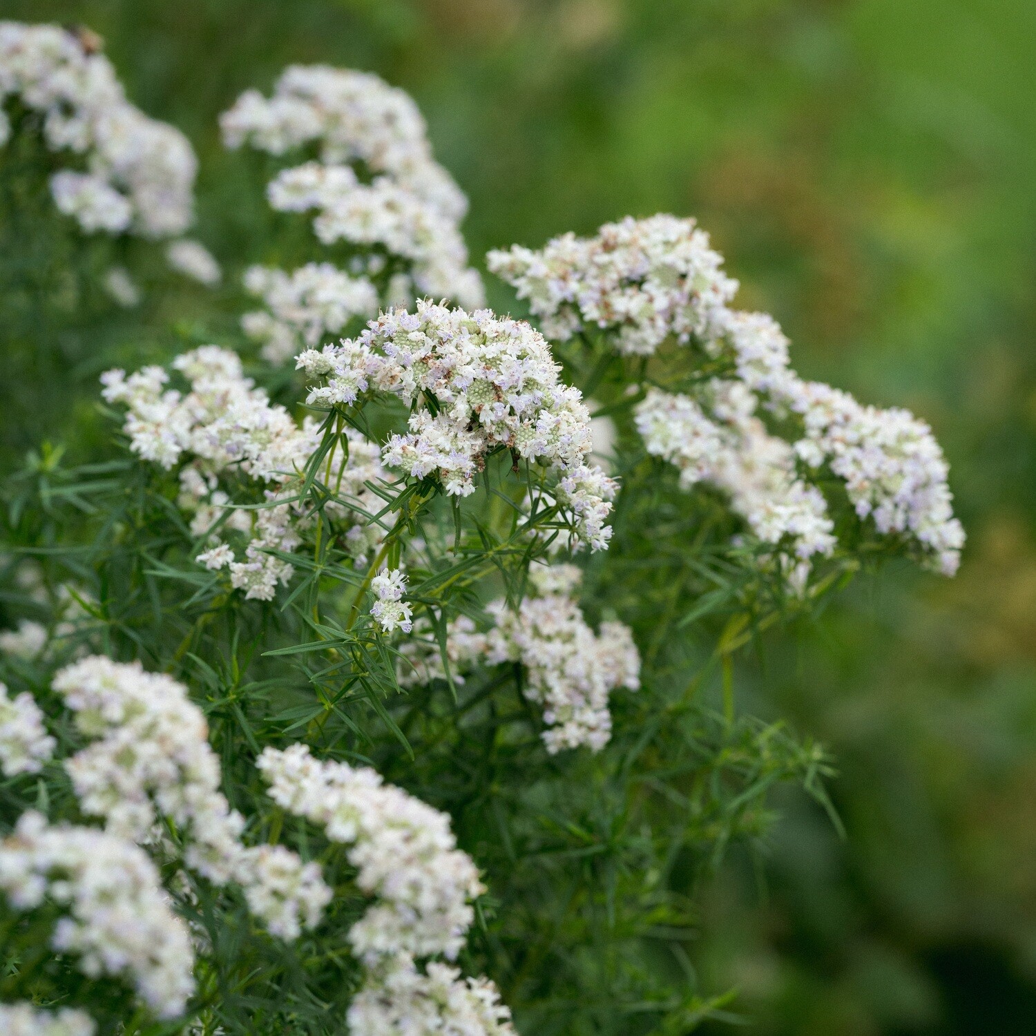 Pycnanthemum tenuifolium - Slender Mountain Mint