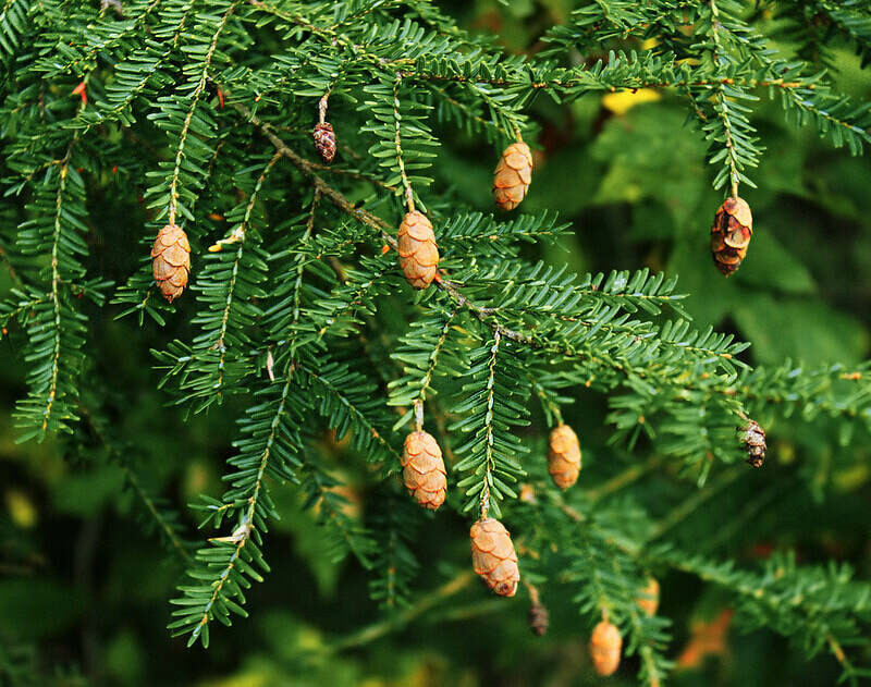 Tsuga canadensis - Eastern Hemlock
