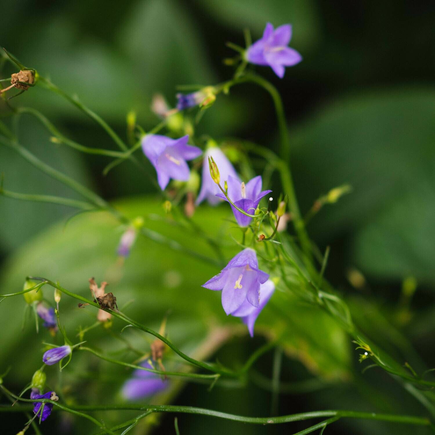 Campanula rotundifolia - Harebell