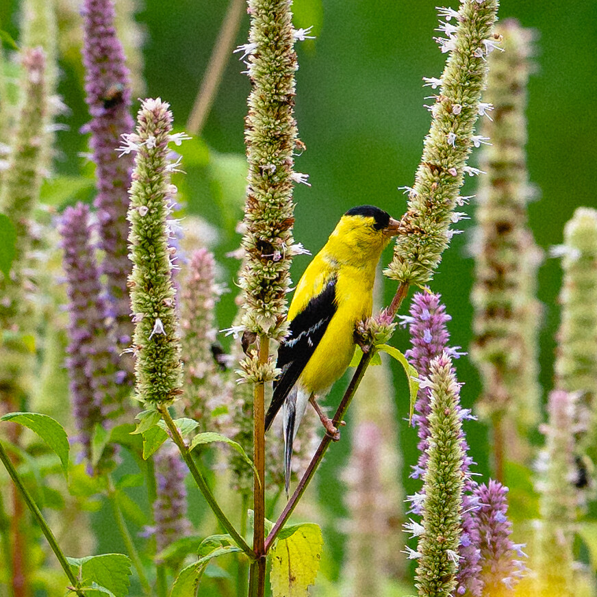 Agastache nepetoides - Yellow Giant Hyssop