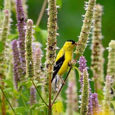 Agastache nepetoides - Yellow Giant Hyssop