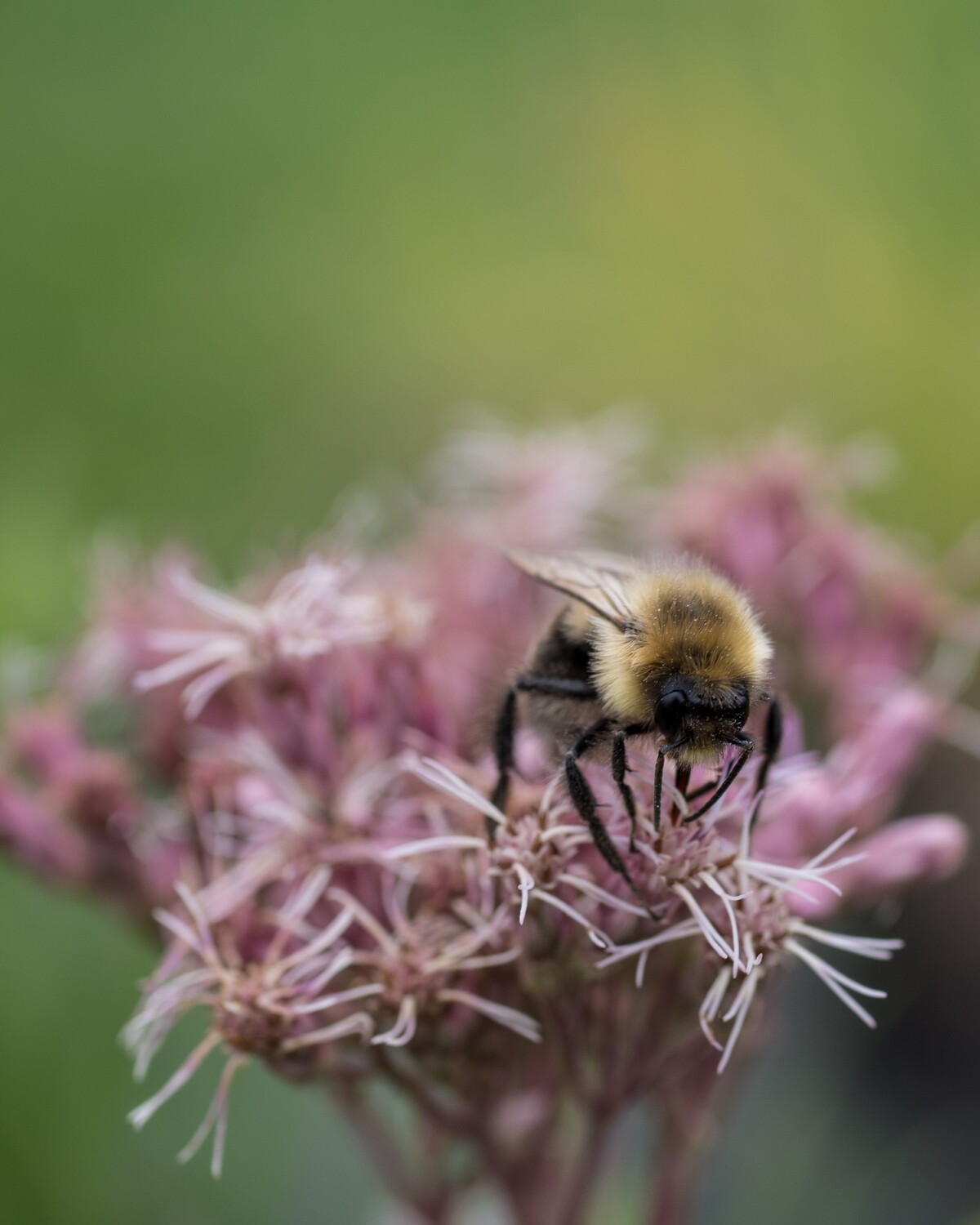 Eutrochium maculatum - Joe Pye Weed