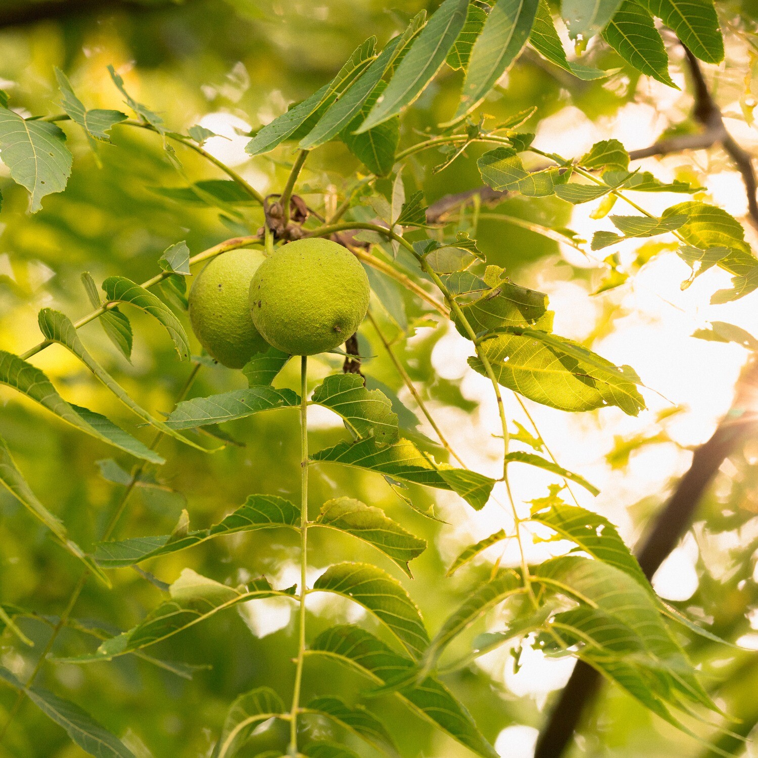 Juglans nigra - Black Walnut