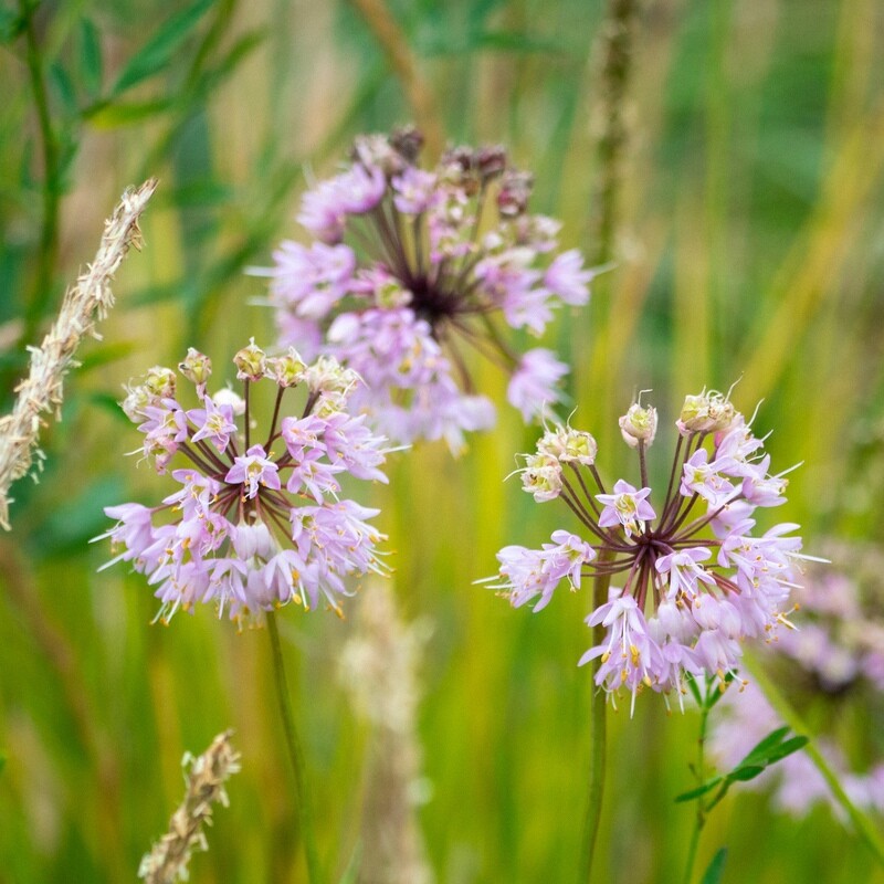 Allium cernuum - Nodding Wild Onion Allium cernuum - Nodding Wild Onion