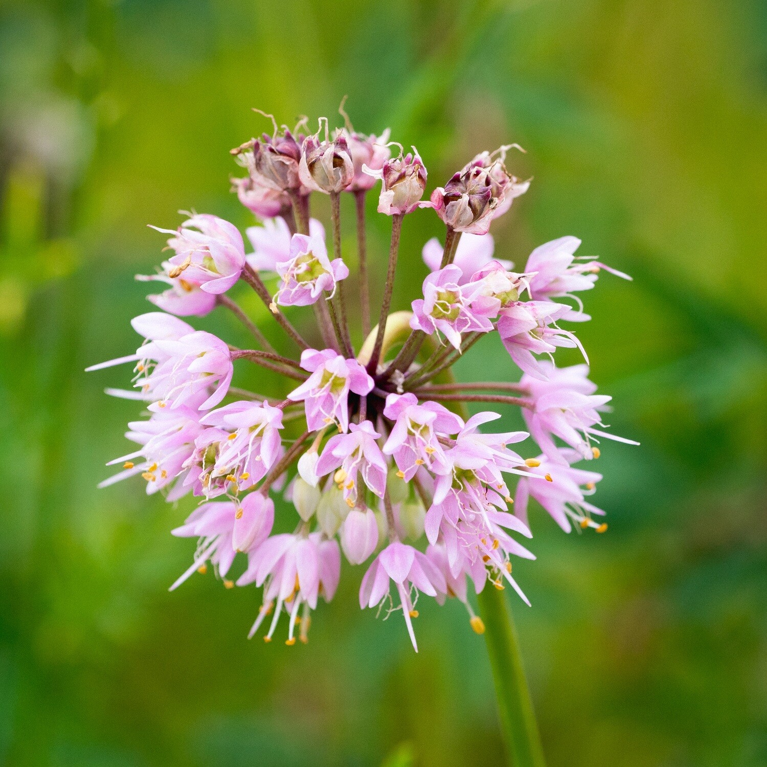 Allium cernuum - Nodding Wild Onion