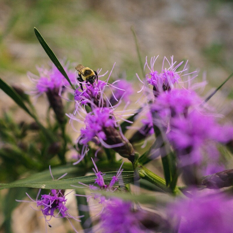 Liatris cylindracea - Cylindrical Blazing Star Liatris cylindracea - Cylindrical Blazing Star