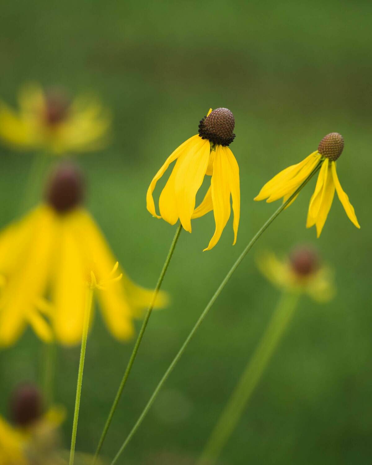 Ratibida pinnata - Grey-headed Coneflower