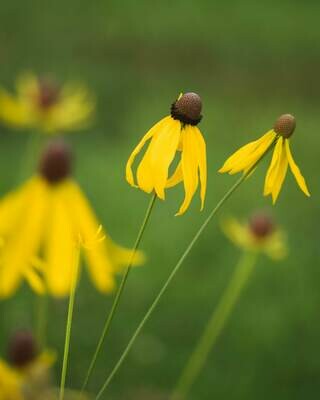 Ratibida pinnata - Grey-headed Coneflower
