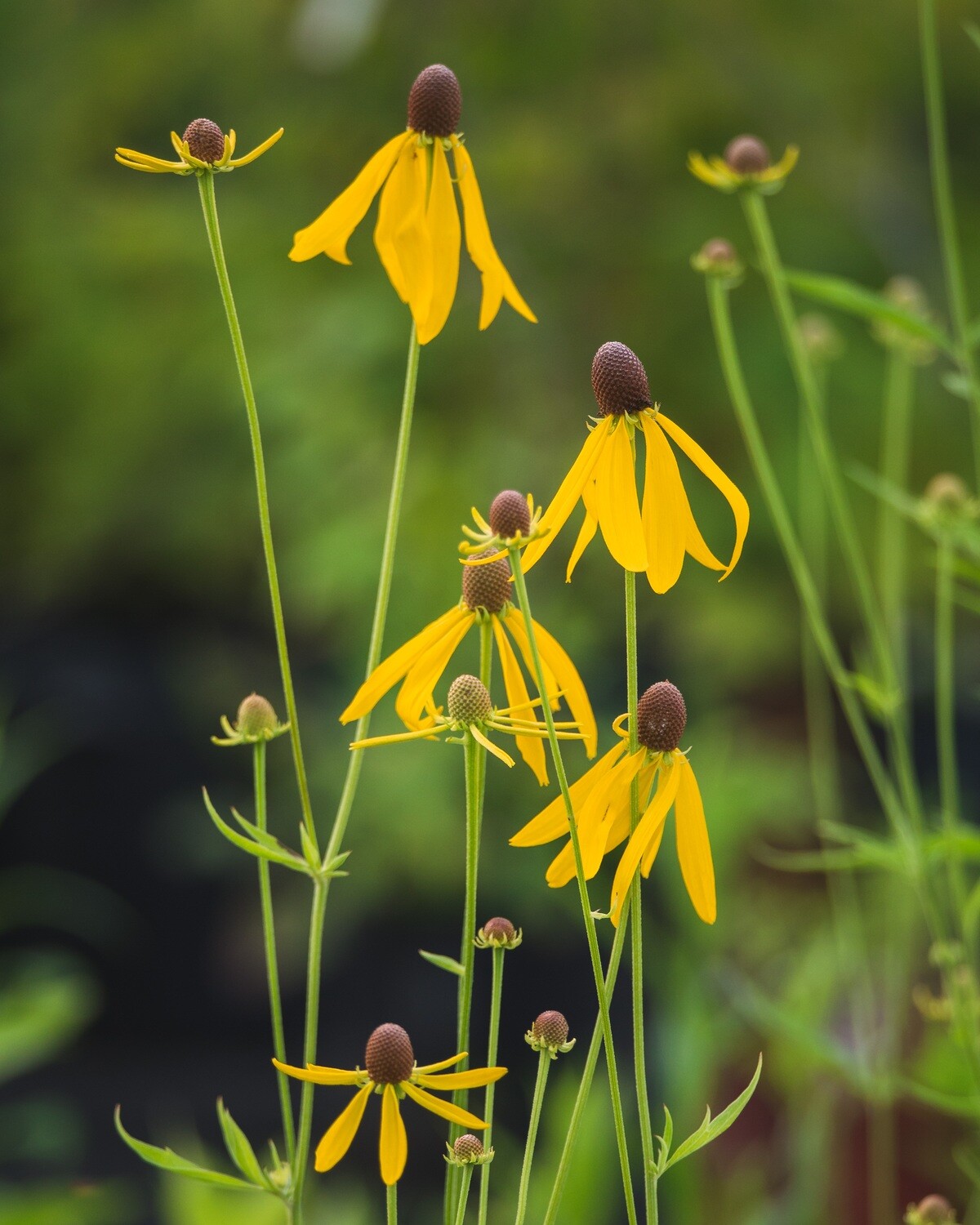 Ratibida pinnata - Grey-headed Coneflower