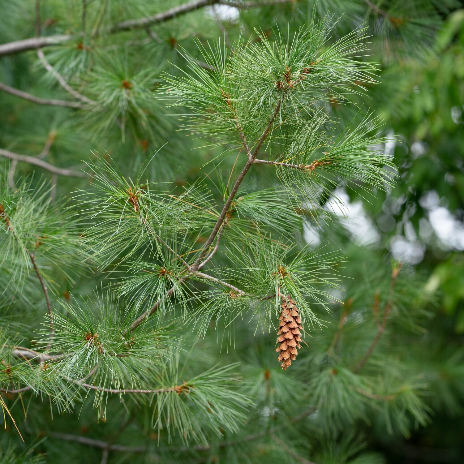 Pinus strobus - White Pine