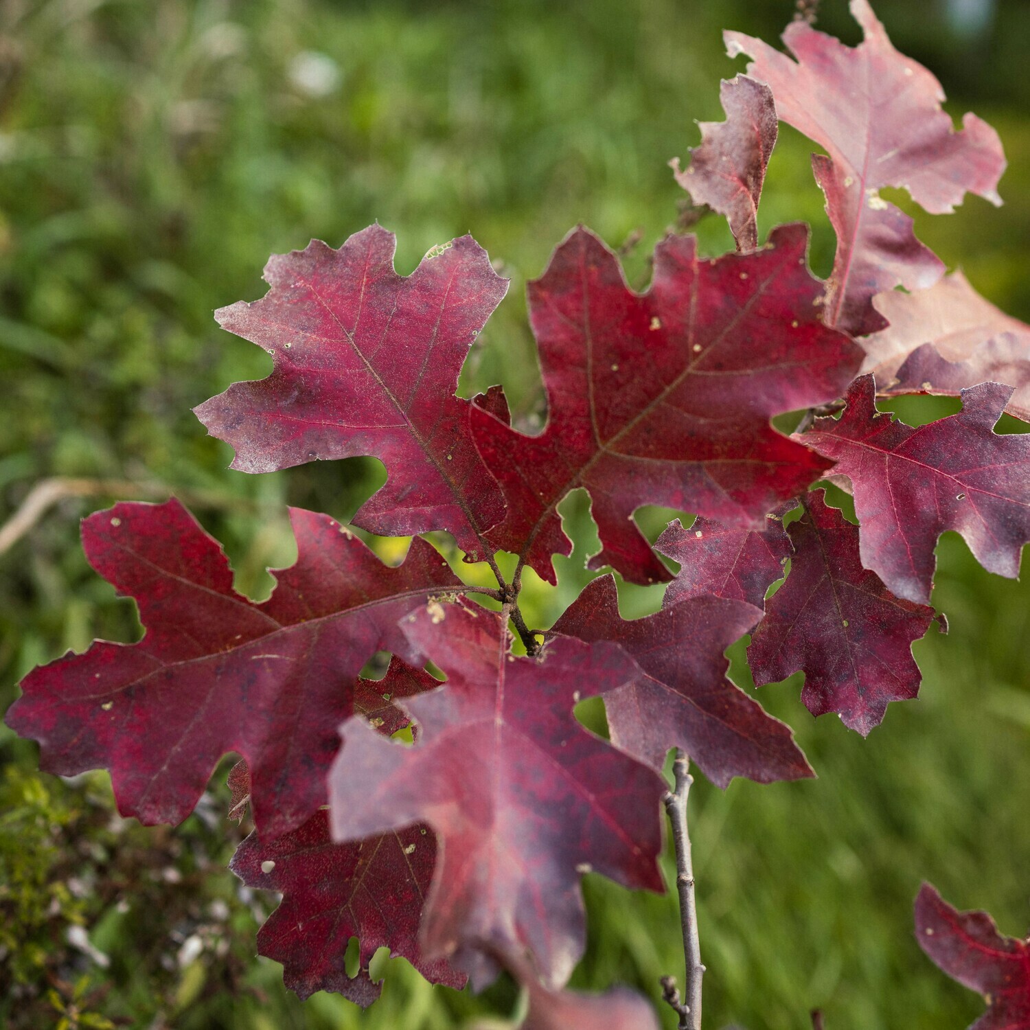 Quercus velutina - Black Oak