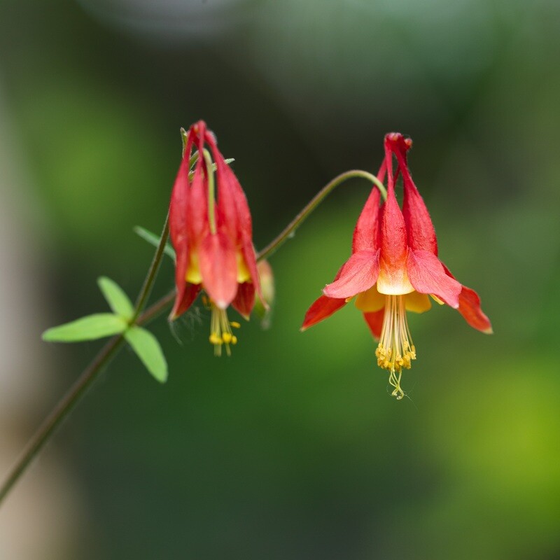 Aquilegia canadensis - Wild Columbine Aquilegia canadensis - Wild Columbine