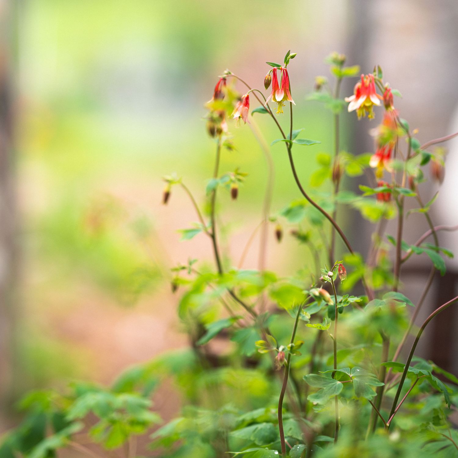 Aquilegia canadensis - Wild Columbine