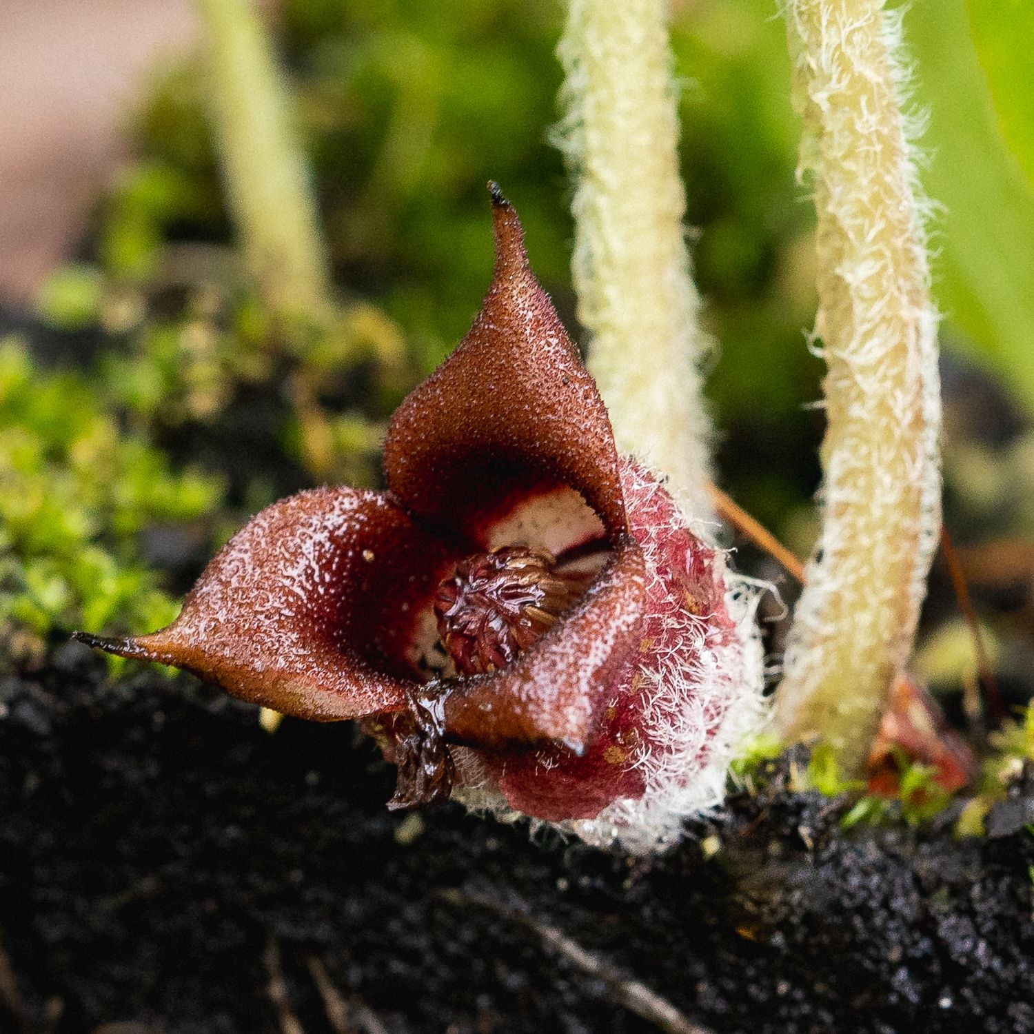 Asarum canadense - Wild Ginger
