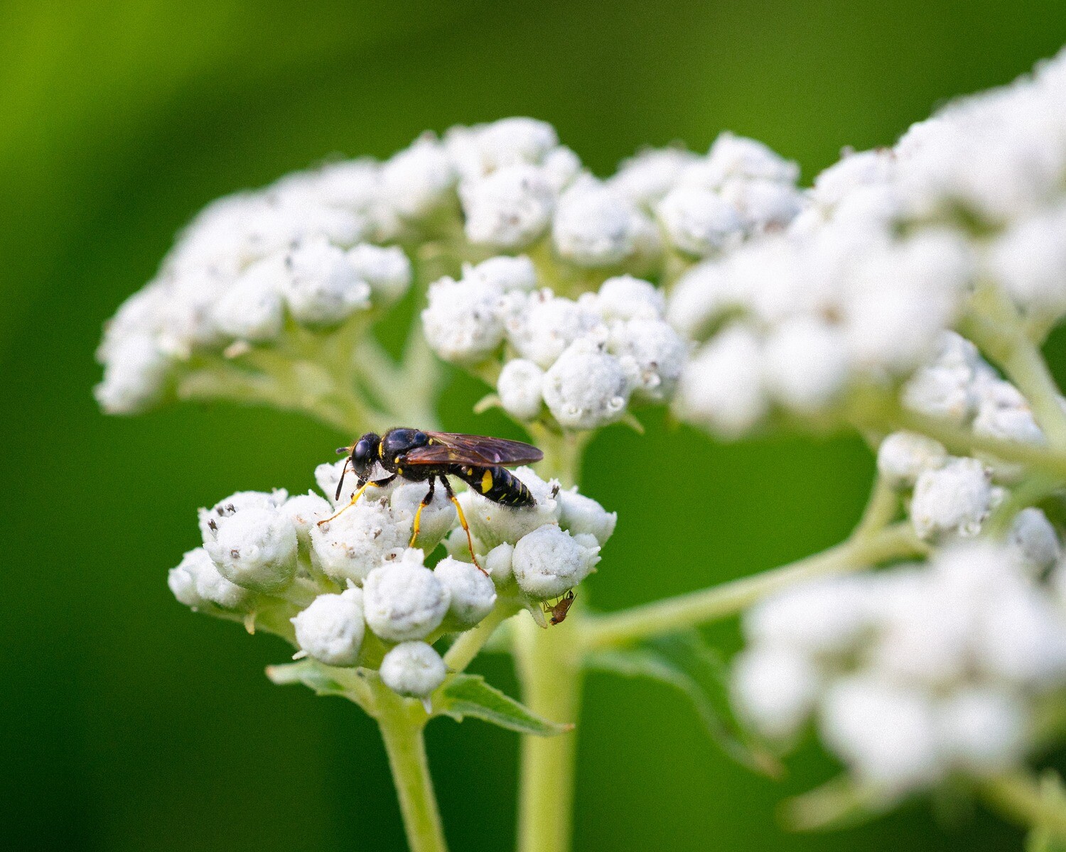 Parthenium integrifolium - Wild Quinine