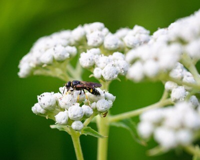 Parthenium integrifolium - Wild Quinine