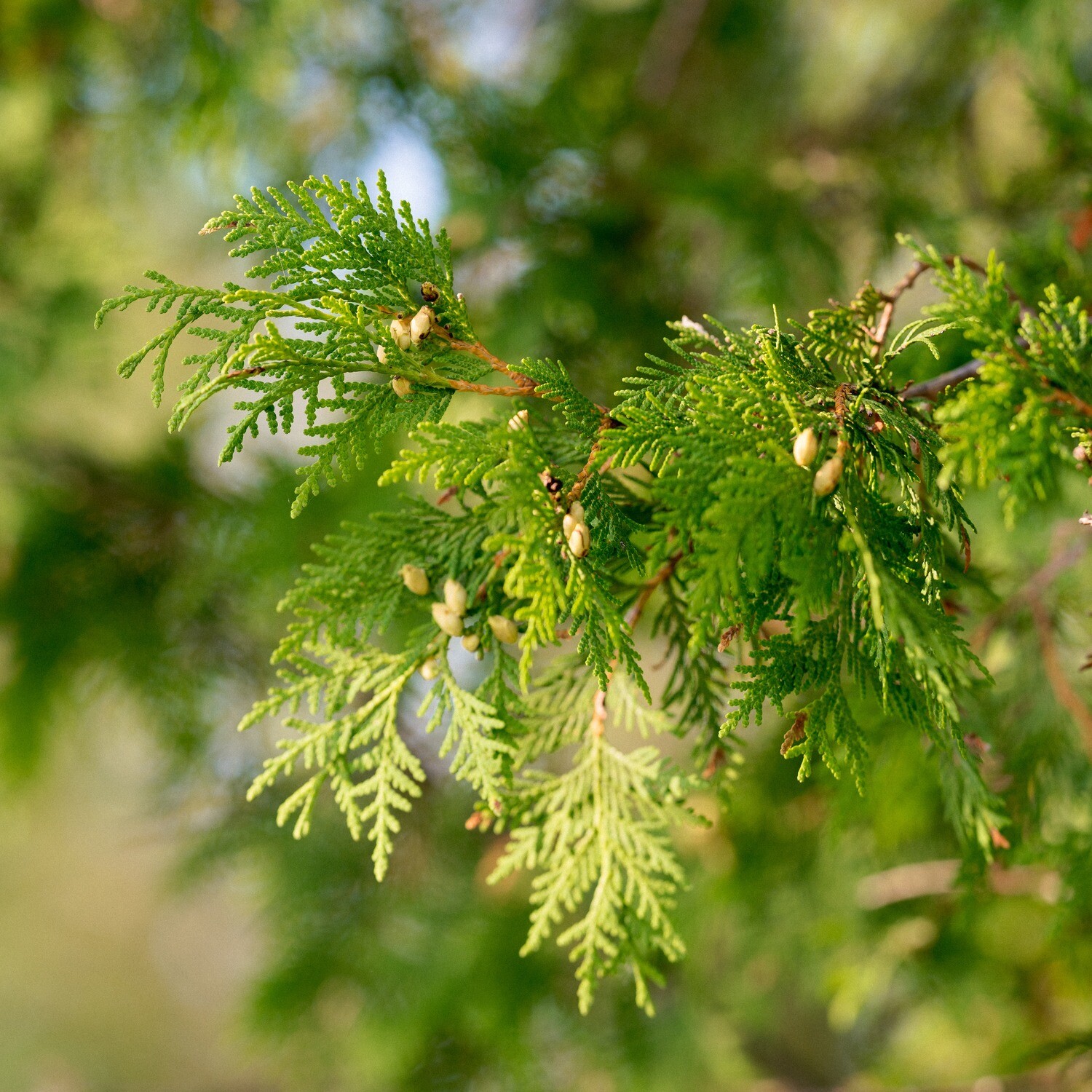 Thuja occidentalis - White Cedar