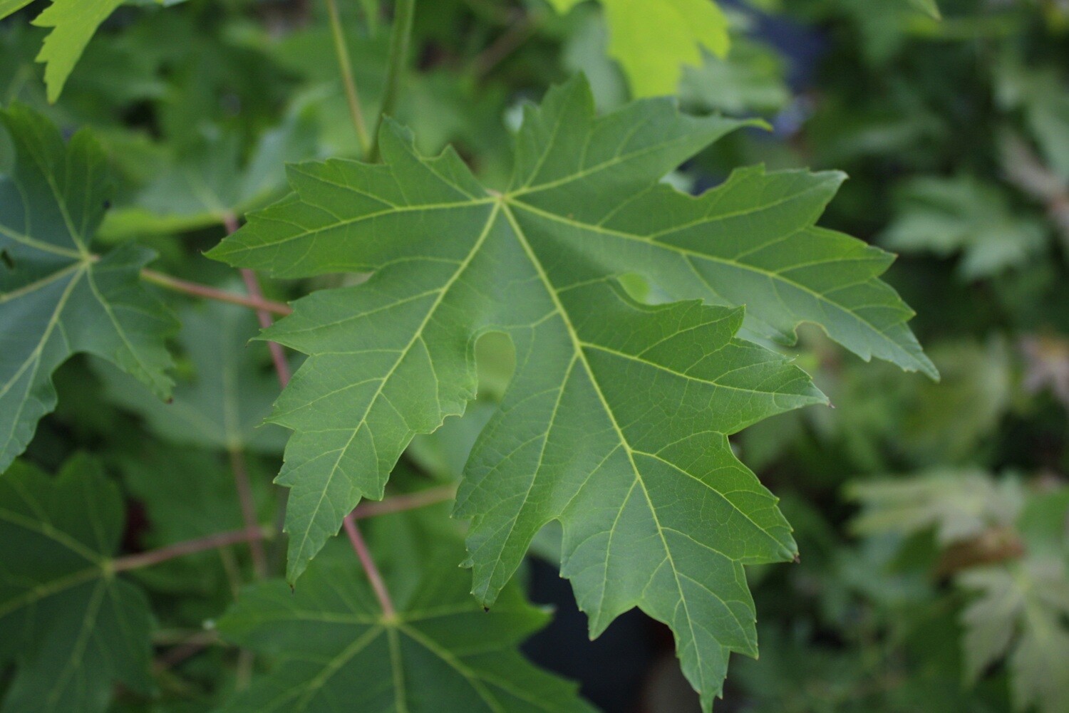 Acer saccharinum - Silver Maple