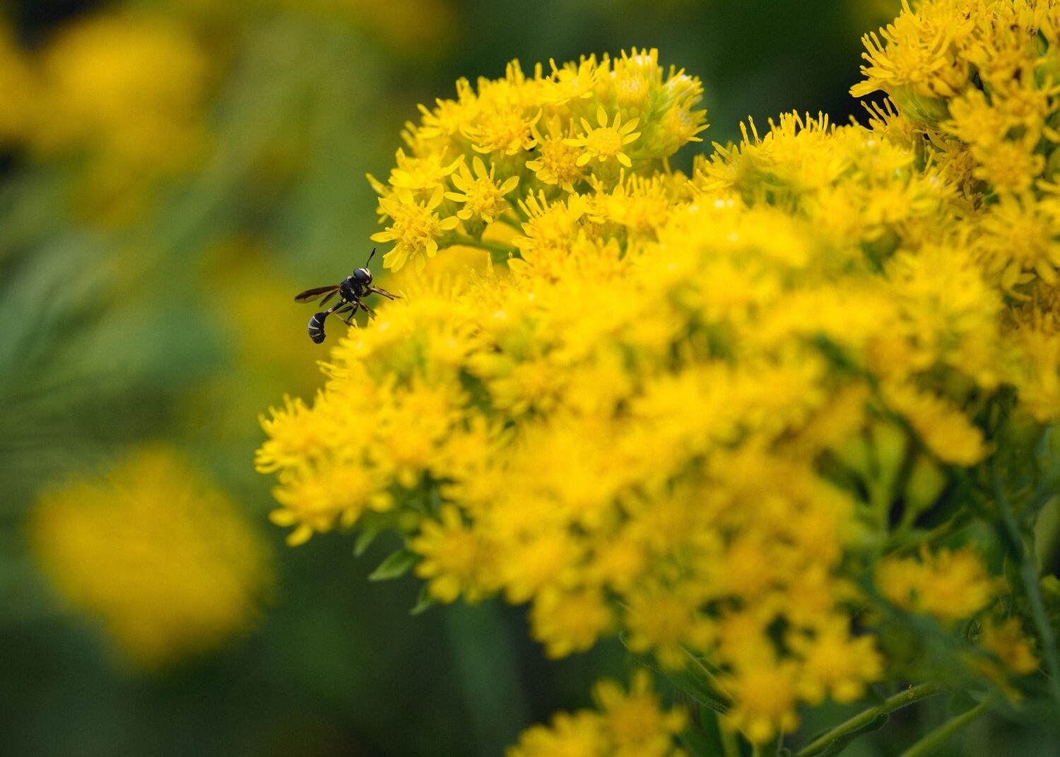 Solidago rigida - Stiff Goldenrod