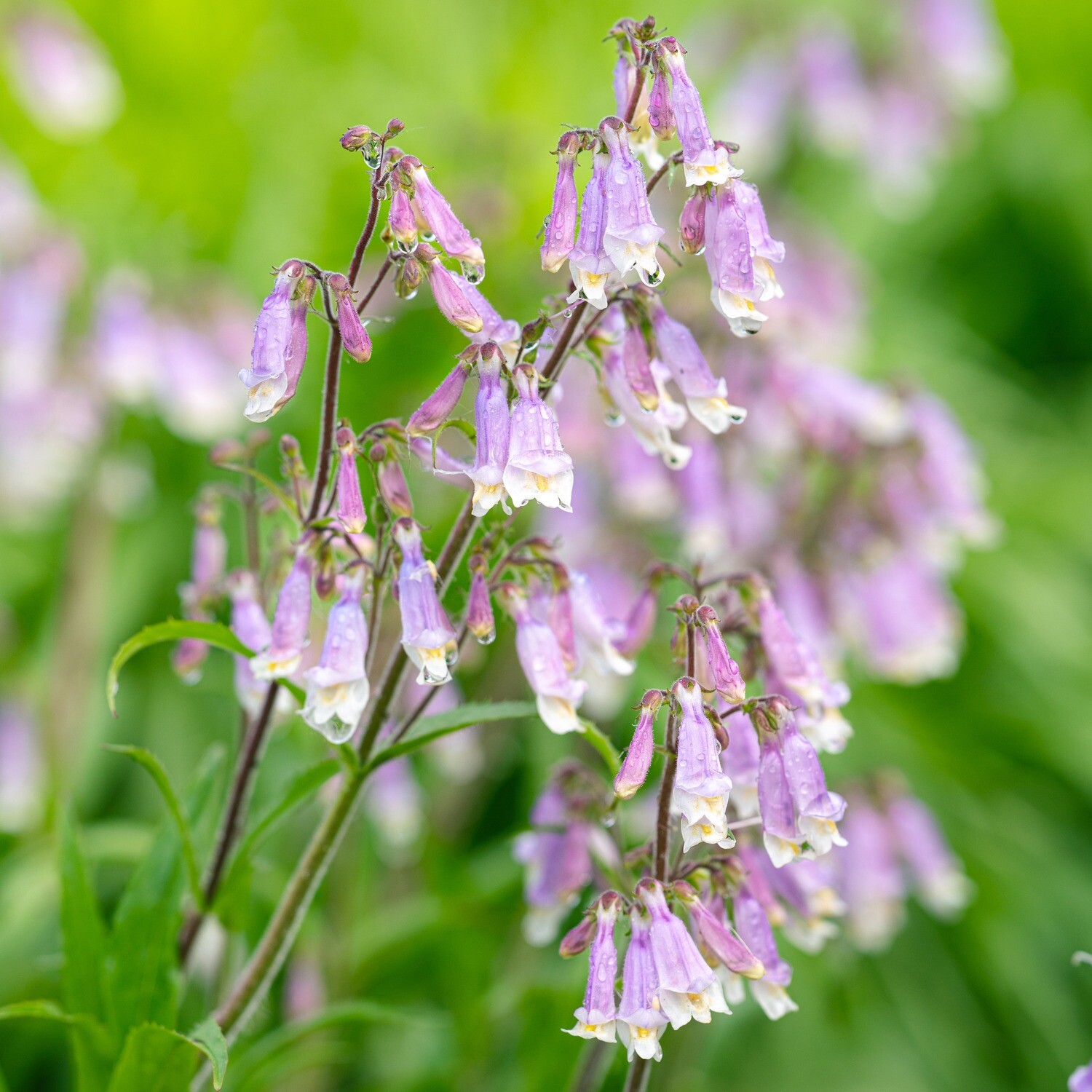 Penstemon hirsutus - Hairy Beardtongue