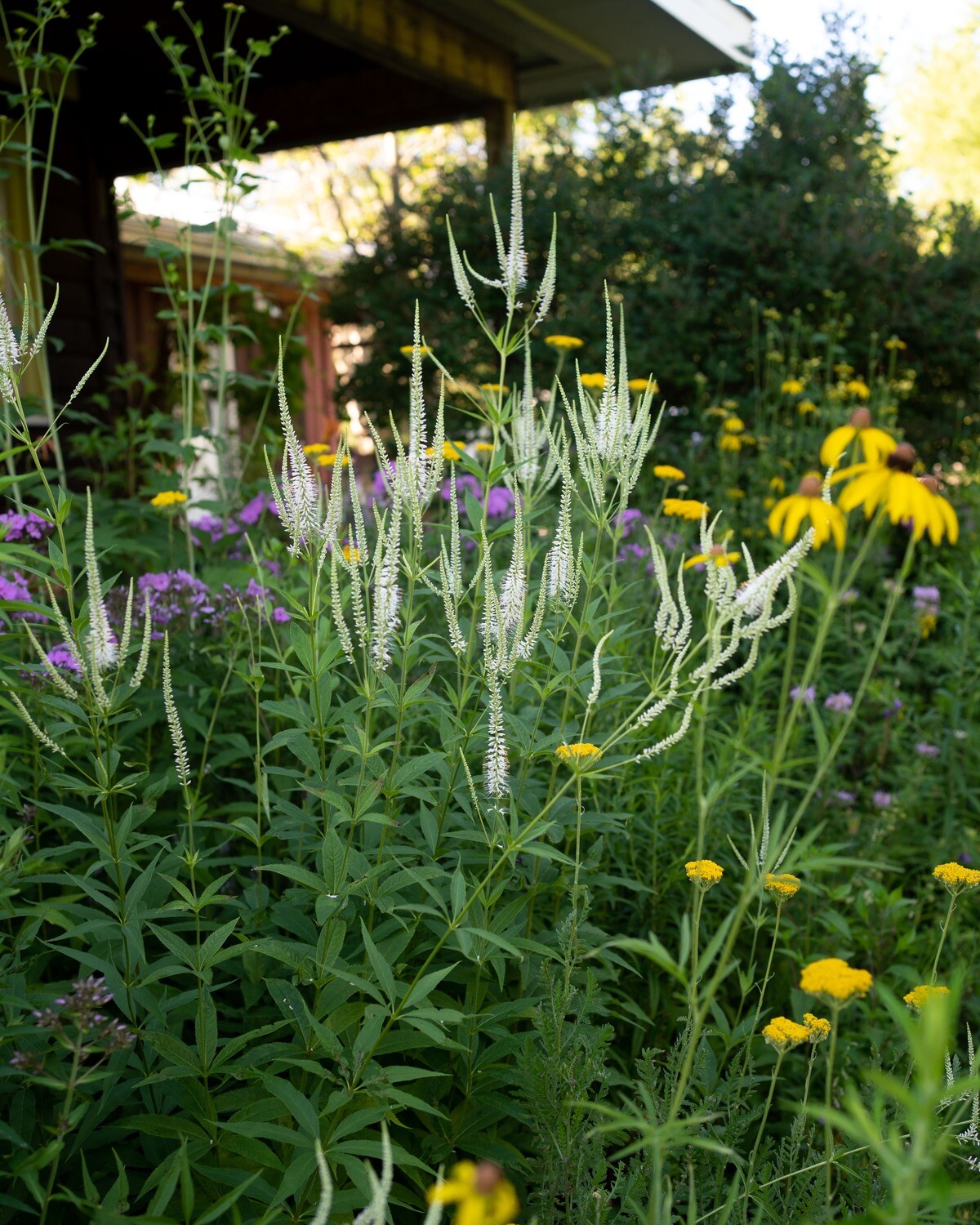 Veronicastrum virginicum - Culver's Root