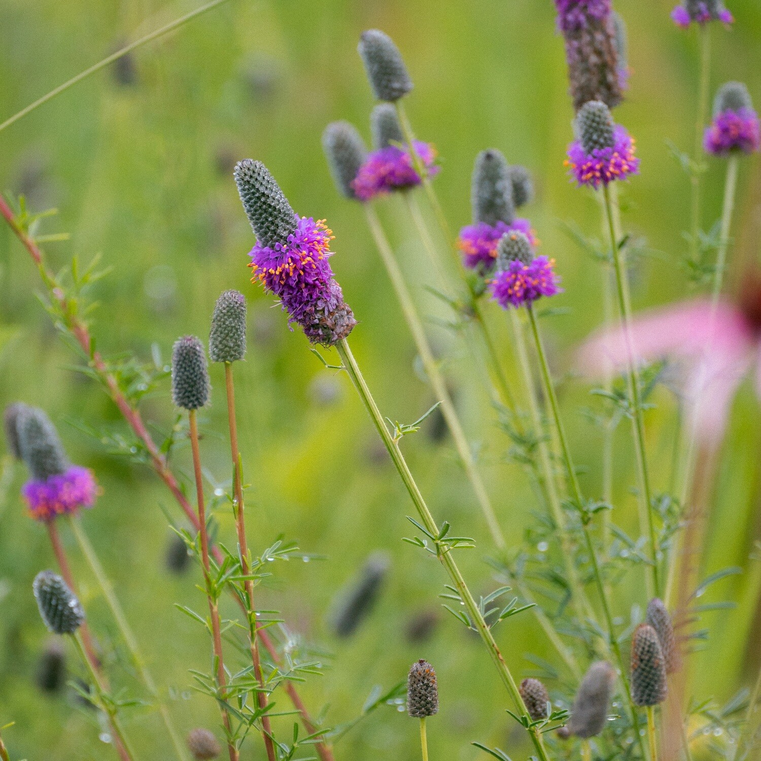 Dalea purpurea - Purple Prairie Clover