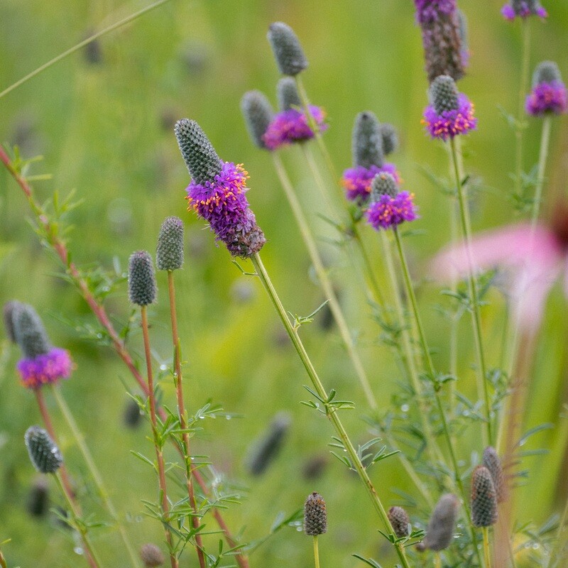 Dalea purpurea - Purple Prairie Clover