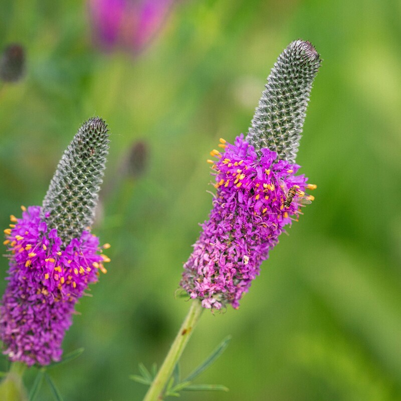 Dalea purpurea - Purple Prairie Clover Dalea purpurea - Purple Prairie Clover