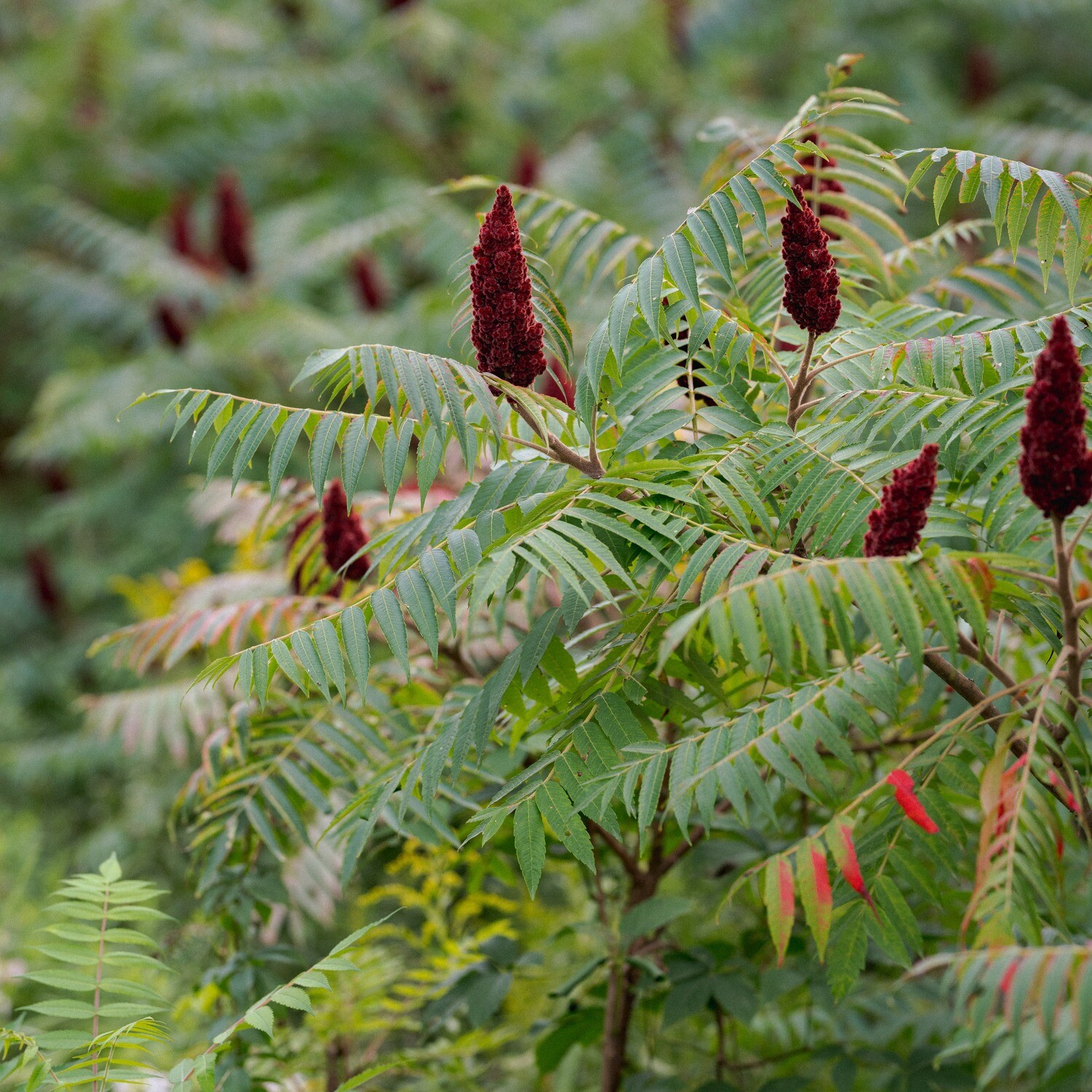 Rhus typhina - Staghorn Sumac