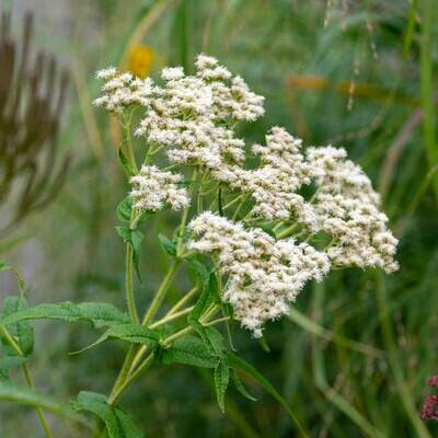 Eupatorium perfoliatum - Common Boneset Eupatorium perfoliatum - Common Boneset