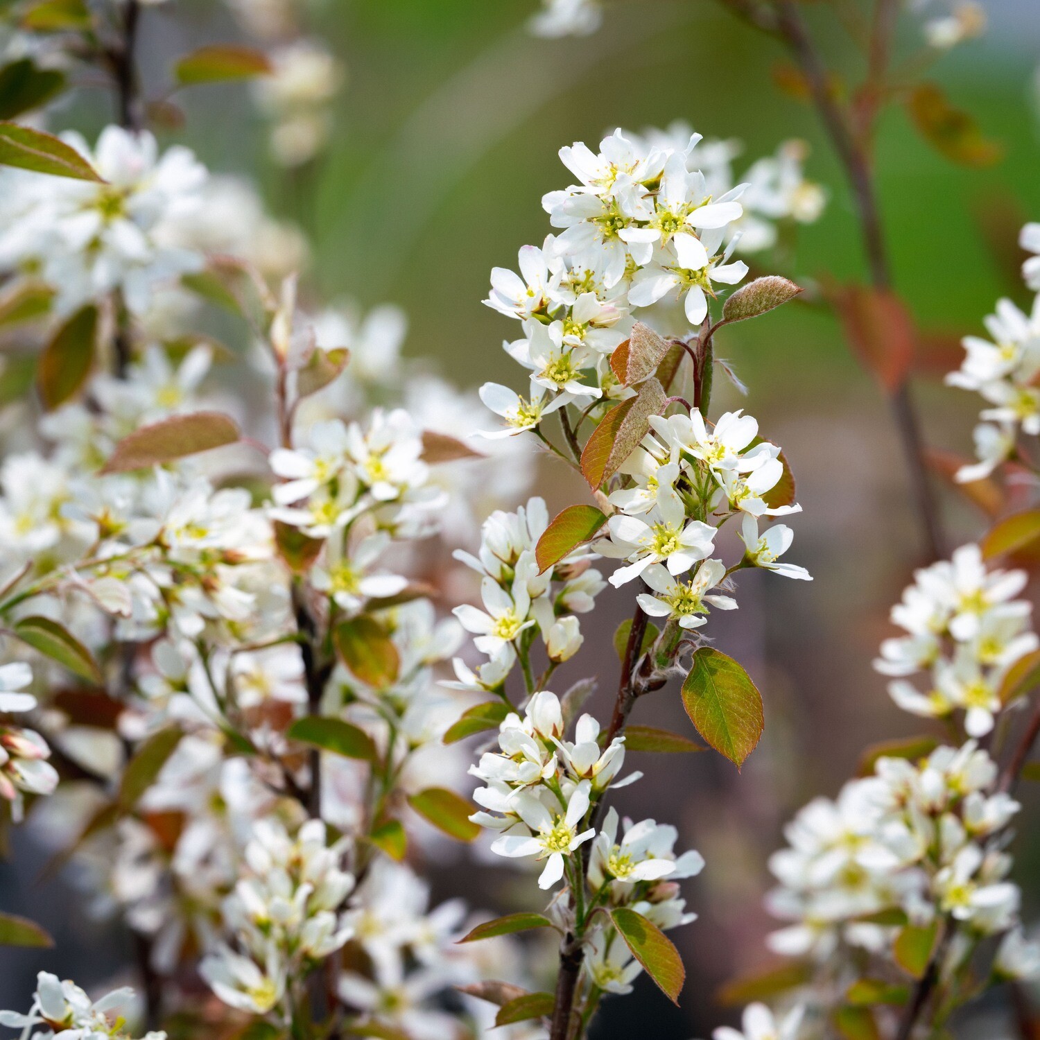 Amelanchier canadensis - Common Serviceberry